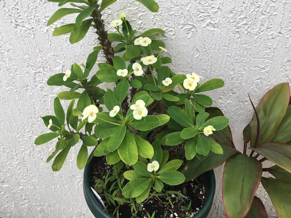 Cream Colored Euphorbia blooms on 013120