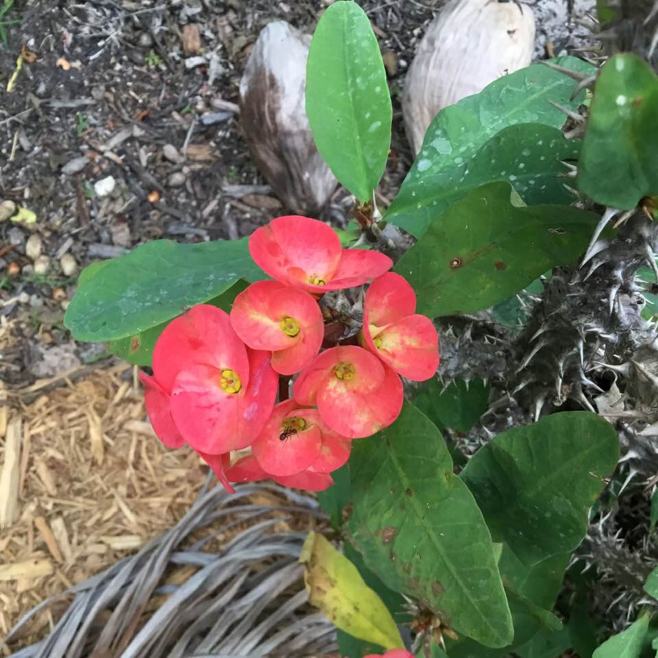 Large Red Euphorbia Blooms on 013120