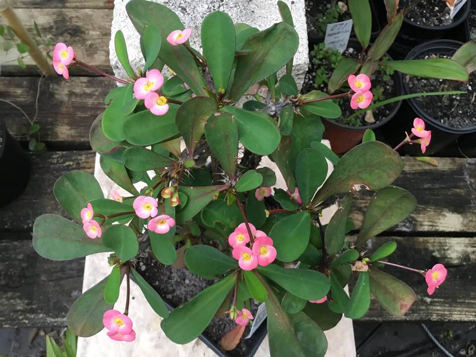 Pink Colored Euphorbia Blooms on 013120